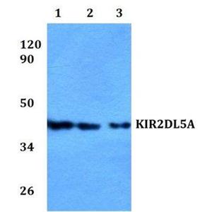 KIR2DL5A antibody