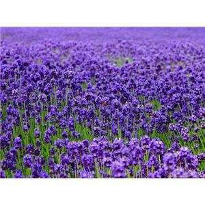 油质香精薰衣草