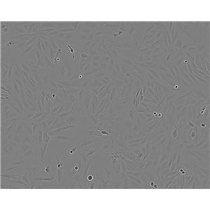GP2-293 人胚肾上皮包装细胞系
