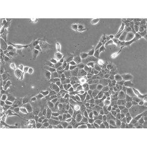 MCA-205 小鼠纤维肉瘤细胞系