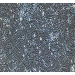小鼠肺成纤维细胞