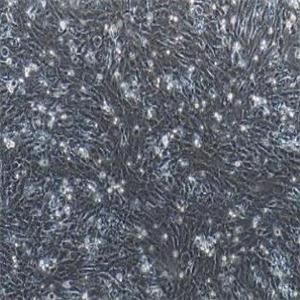 小鼠肾小球系膜细胞