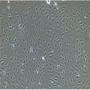 小鼠乳腺上皮细胞