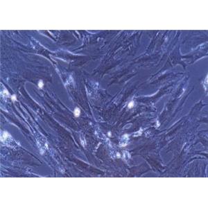 兔腹腔巨噬细胞