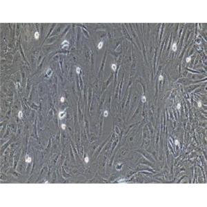 兔海绵体平滑肌细胞