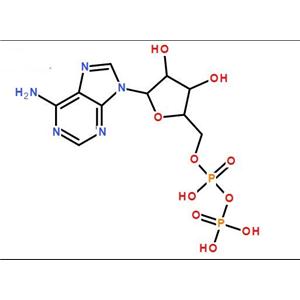 二磷酸腺苷酸生产厂家