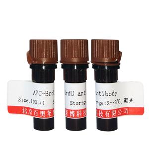 BCL2 BETA蛋白抗体