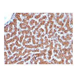 兔抗马多克隆抗体