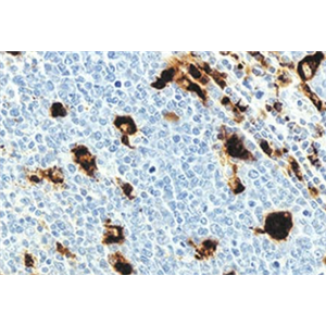 CD68抗体(用于大鼠、小鼠)