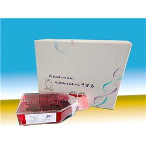 BEAS-2B肺上皮细胞