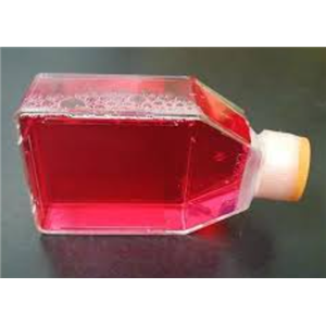 A-MEM液体培养基