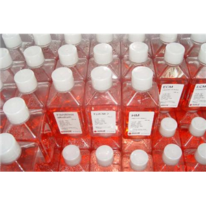 PIEC细胞专用培养基