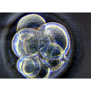 PeproGrow-hESC Embryonic Stem Cell Media