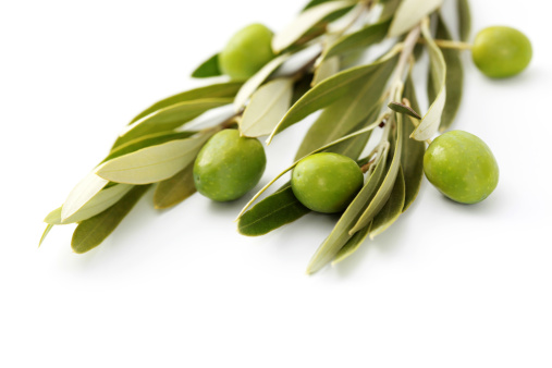 橄榄叶提取物,olive leaf extract