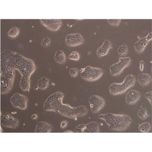MCA-205:小鼠纤维肉瘤复苏细胞(提供STR鉴定图谱)