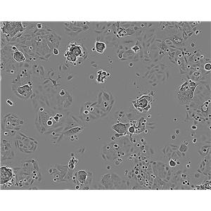 WB-F344:大鼠肝上皮样干复苏细胞(提供STR鉴定图谱)