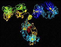 胃蛋白酶原II抗体