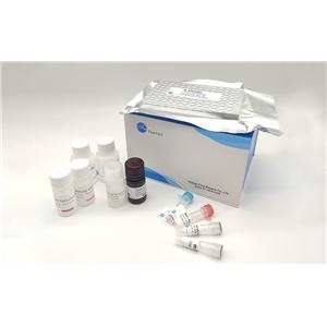 143B人骨肉瘤细胞