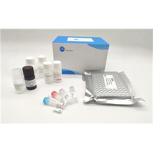 A-375人恶性黑色素瘤细胞