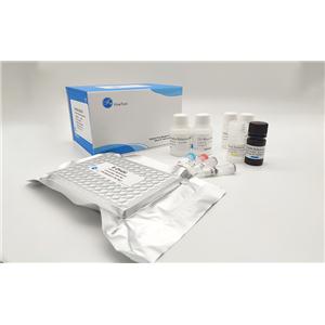 A9（小鼠皮下结缔组织细胞）