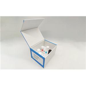 AsPC-1（人转移胰腺腺癌细胞）