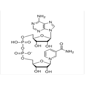 β-烟酰胺腺嘌呤二核苷酸（NAD）