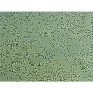 4-甲基伞形酮葡糖苷酸干燥粉末培养基