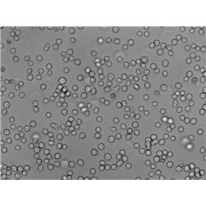 滤膜肠球菌琼脂细粉末培养基