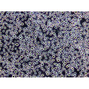 4-甲基伞形酮葡糖苷酸固体粉末培养基