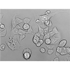 滤膜肠球菌琼脂细粉末基础培养基