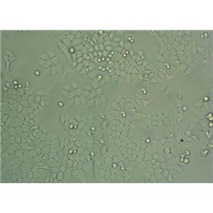 滤膜肠球菌琼脂固体基础培养基