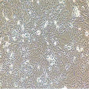 CHO成纤维细胞中国仓鼠卵巢细胞