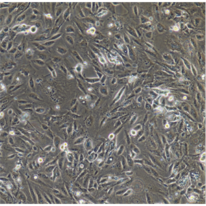 C57/B6-L小鼠肺成纤维细胞