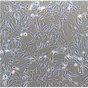 HBL-100(TPC)人整合SV40基因的乳腺上皮细胞