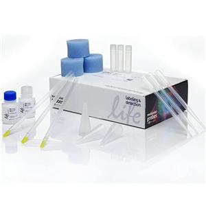木瓜染料法PCR鉴定试剂盒
