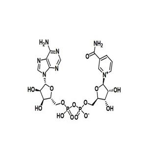 β-烟酰胺腺嘌呤二核苷酸