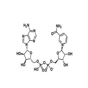 β-烟酰胺腺嘌呤二核苷酸 产品图片