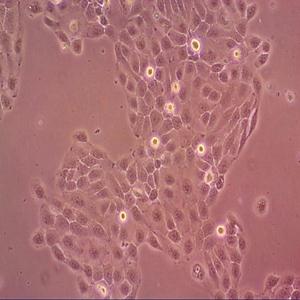 小鼠胚胎肝细胞