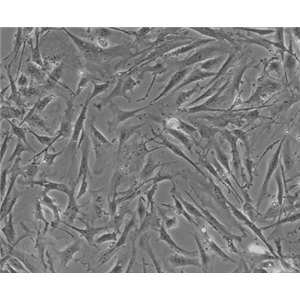 小白鼠肺成纤维细胞