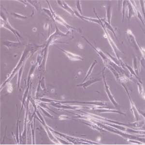 小鼠胚胎成骨细胞前体细胞