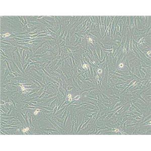KGN（人卵巢颗粒细胞）