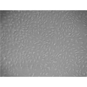 大鼠肾动脉内皮细胞