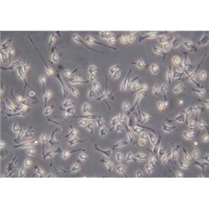 大鼠肾动脉平滑肌细胞