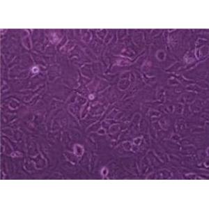 大鼠肾皮质上皮细胞