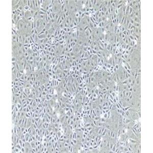 大鼠尿道上皮细胞