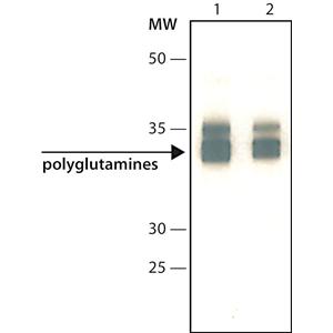 抗聚谷氨酰胺polyQ抗体，polyglutamine Disease， clone 3B5H10