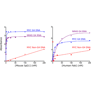 抗DNA G-quadruplex结构抗体，antibody clone: BG4
