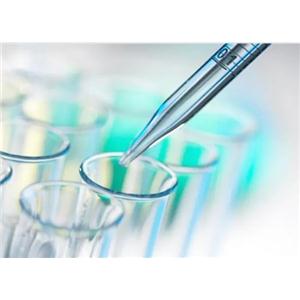 AMPK alpha Antibody 生产供应商艾普蒂生物