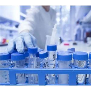 Brachyury Antibody 生产供应商艾普蒂生物