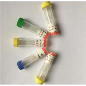VAMP8 Antibody 生产供应商艾普蒂生物